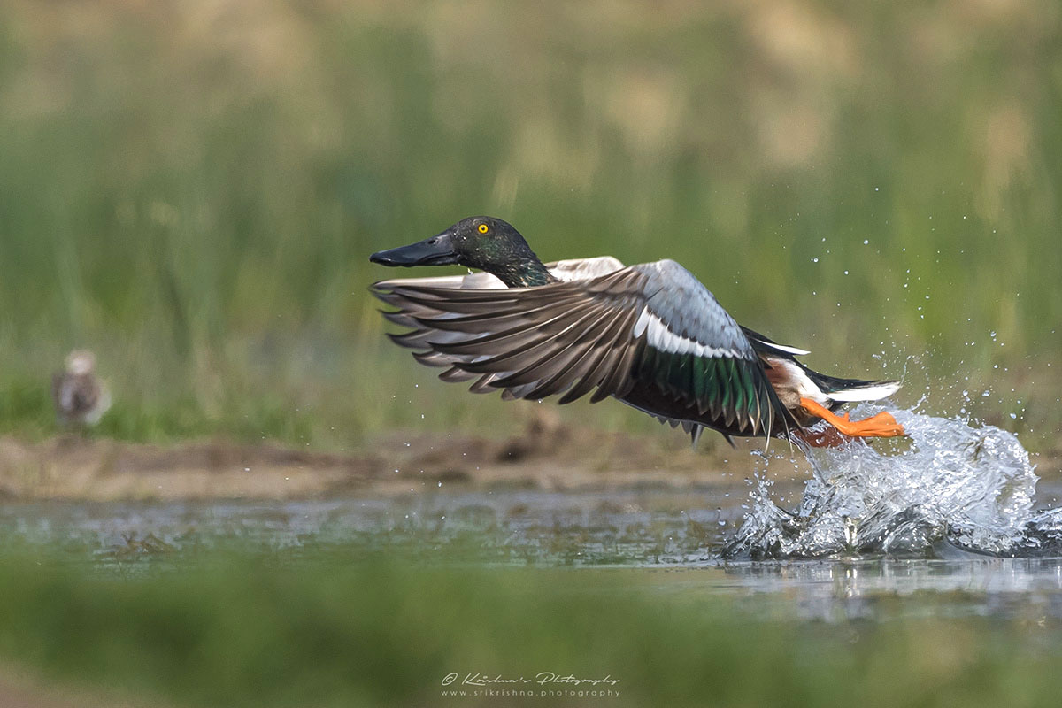 Northern Shoveler