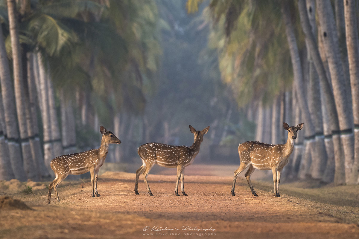 Spotted Deers