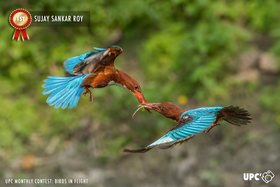 Sujay Sankar Roy