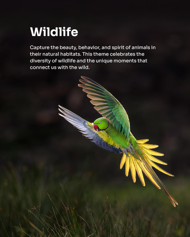 wildlife copy 2